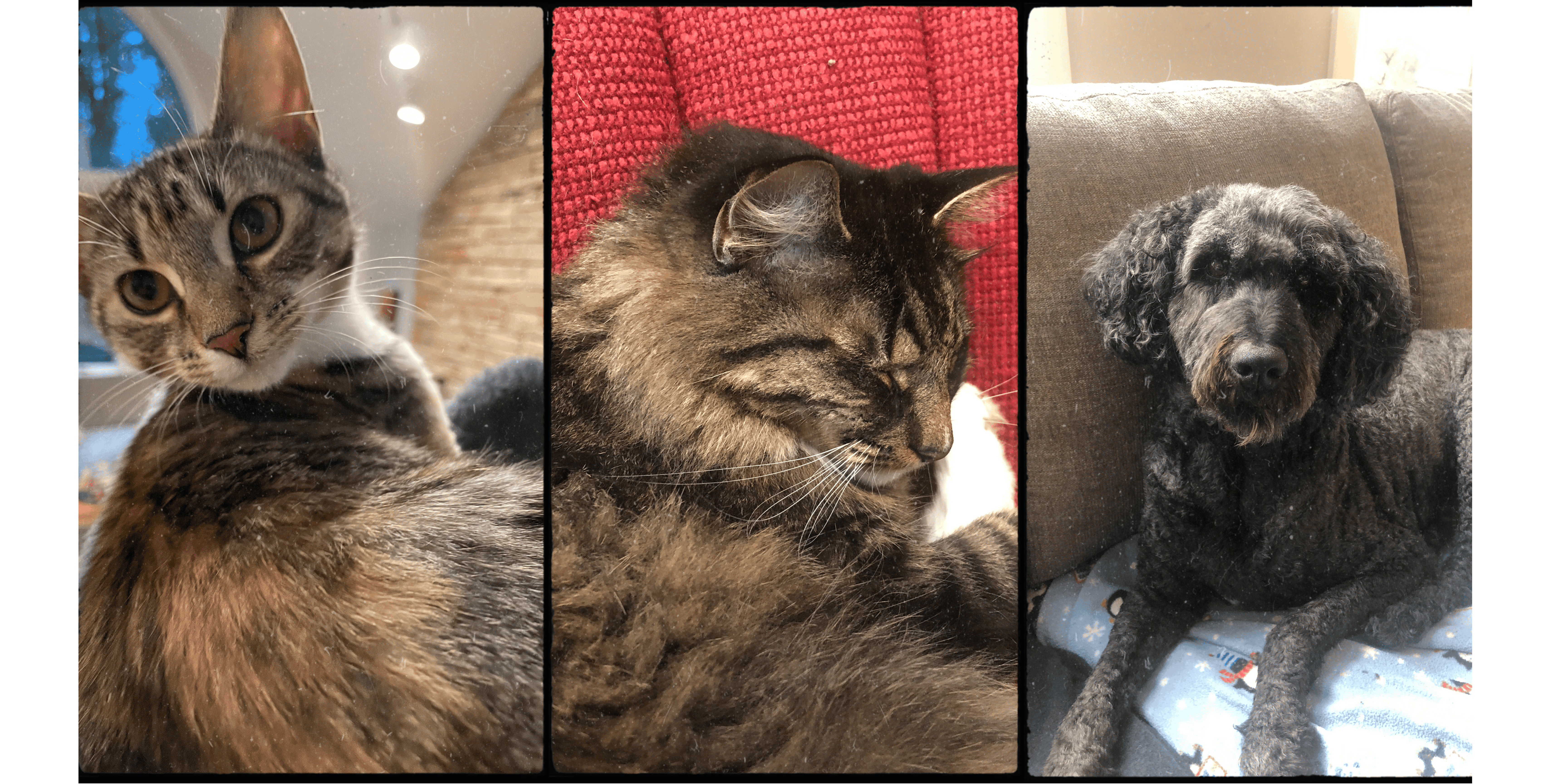 All of Bella's pets together